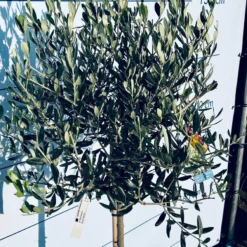 Sunnytree - Olijfboom Op Stam - Boom - Winterhard - Groenblijvend - Bol Op Stam - 160cm Hoog -Goedkope Groene Liefde Winkel 900x1200 14