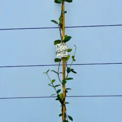 Toscaanse Jasmijn - Klimplant - Buitenplant - Winterhard - Trachelospermum Jasminoides 160 Cm -Goedkope Groene Liefde Winkel 900x1200 18