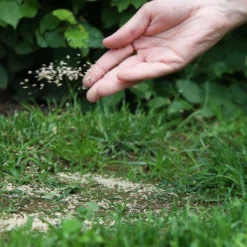 ECOstyle Graszaad Herstel Snelkiemend Gazon Gras – Herstelt Kale Plekken – Vogelwerende Coating – Geschikt Voor Zon- En Schaduw Gazons - Snelle Kieming – 40 – 60M² – 1 KG 27 ECOstyle Graszaad Herstel Snelkiemend Gazon Gras – Herstelt Kale Plekken – Vogelwerende Coating – Geschikt Voor Zon- En Schaduw Gazons - Snelle Kieming – 40 – 60M² – 1 KG -Goedkope Groene Liefde Winkel 900x1200 7