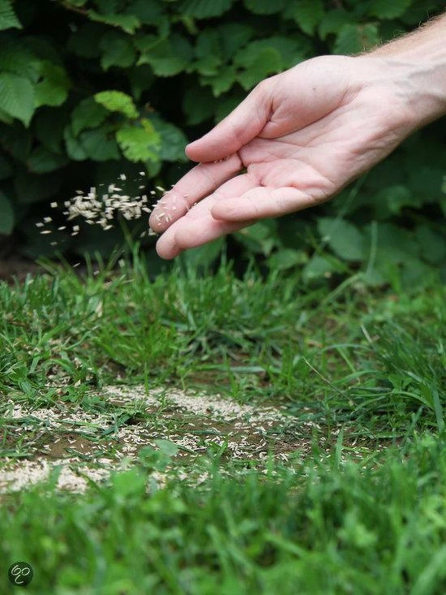 ECOstyle Graszaad Herstel Snelkiemend Gazon Gras – Herstelt Kale Plekken – Vogelwerende Coating – Geschikt Voor Zon- En Schaduw Gazons - Snelle Kieming – 40 – 60M² – 1 KG 15 ECOstyle Graszaad Herstel Snelkiemend Gazon Gras – Herstelt Kale Plekken – Vogelwerende Coating – Geschikt Voor Zon- En Schaduw Gazons - Snelle Kieming – 40 – 60M² – 1 KG - Afbeelding 13