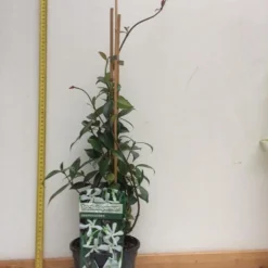 Witte Toscaanse Jasmijn (Sterjasmijn) - Klimplant | Wit - Groenblijvend / Wintergroen En Winterhard - ClematisOnline | 1,5 Liter Pot - Deze Jasmijn Plant Kan Gecombineerd Worden Met Andere Klimplanten Zoals Clematis Of Rozen In Bijv. Een Klimrek 16 Witte Toscaanse Jasmijn (Sterjasmijn) - Klimplant | Wit - Groenblijvend / Wintergroen En Winterhard - ClematisOnline | 1,5 Liter Pot - Deze Jasmijn Plant Kan Gecombineerd Worden Met Andere Klimplanten Zoals Clematis Of Rozen In Bijv. Een Klimrek -Goedkope Groene Liefde Winkel 900x1200 8