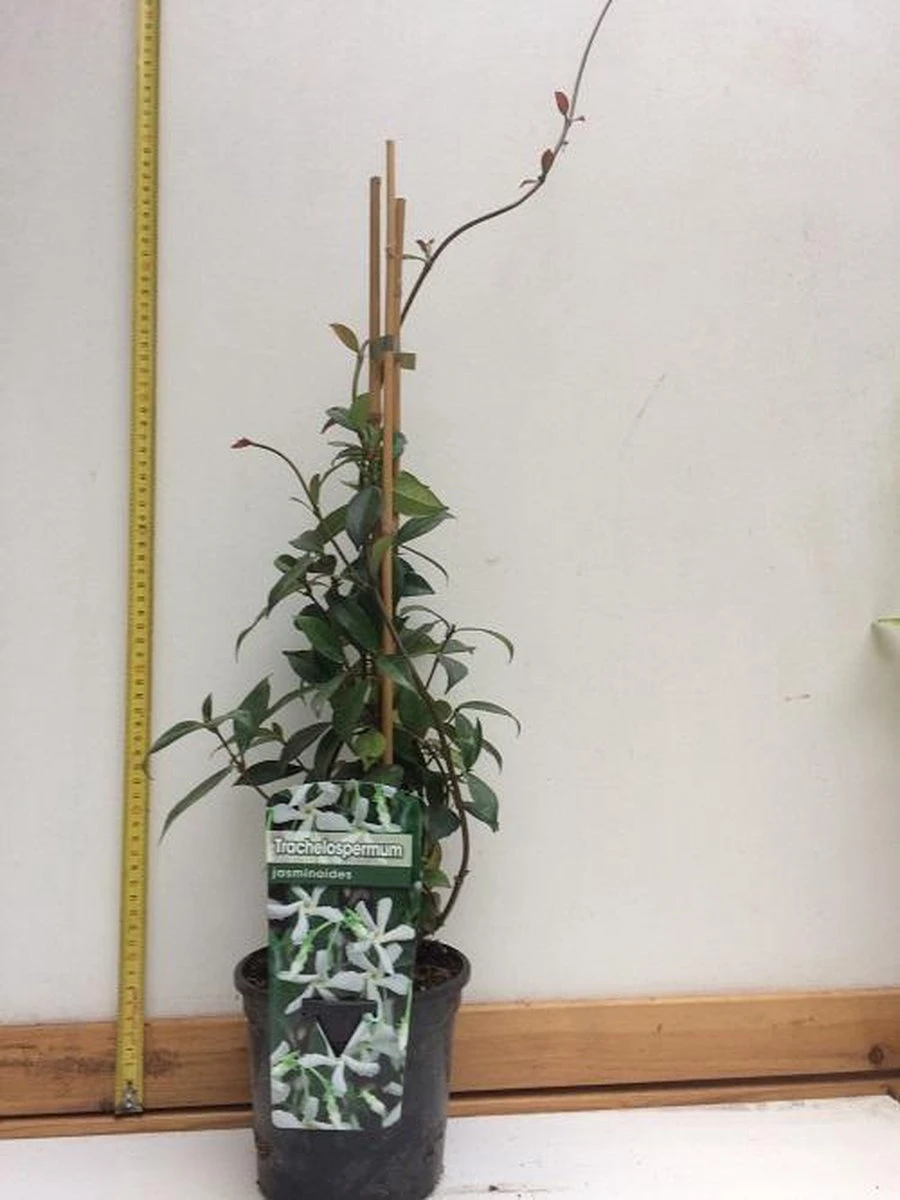Witte Toscaanse Jasmijn (Sterjasmijn) - Klimplant | Wit - Groenblijvend / Wintergroen En Winterhard - ClematisOnline | 1,5 Liter Pot - Deze Jasmijn Plant Kan Gecombineerd Worden Met Andere Klimplanten Zoals Clematis Of Rozen In Bijv. Een Klimrek 9 Witte Toscaanse Jasmijn (Sterjasmijn) - Klimplant | Wit - Groenblijvend / Wintergroen En Winterhard - ClematisOnline | 1,5 Liter Pot - Deze Jasmijn Plant Kan Gecombineerd Worden Met Andere Klimplanten Zoals Clematis Of Rozen In Bijv. Een Klimrek - Afbeelding 7