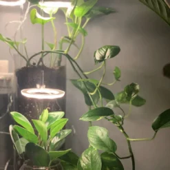 A Sunny Day Kweeklamp LED Ring Wit Licht - 3 Ringen - Groeilamp Voor Planten - Zonlicht Lamp - Grow Light -Goedkope Groene Liefde Winkel 907x1200