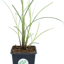 GP 12 X Prachtriet Gracillimus - Winterhard Siergras - Miscanthus Sinensis 'Gracillimus' In 9x9cm Pot Met Hoogte 5-10cm -Goedkope Groene Liefde Winkel 907x1200 3