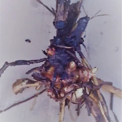 Yacon Broedknollen 3 Stuks