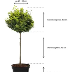 Merkloos Magnolia Susan Op Stam - Totale Hoogte 85 Cm -Goedkope Groene Liefde Winkel 913x1200