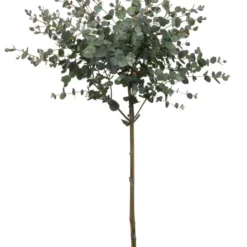 Merkloos Eucalyptus Op Stam - Eucalyptus Gunnii (Cidergomboom) - Totale Hoogte 85cm -Goedkope Groene Liefde Winkel 914x1200 3
