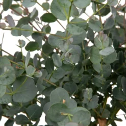 Merkloos Eucalyptus Op Stam - Eucalyptus Gunnii (Cidergomboom) - Totale Hoogte 85cm -Goedkope Groene Liefde Winkel 914x1200 4