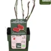 Merkloos Rubus 'Tayberry' - Taybes - BIO Fruitplant -Goedkope Groene Liefde Winkel 921x1200 1