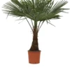 Winterharde Plamboom - Trachycarpus Fortunei 130cm -Goedkope Groene Liefde Winkel 933x1200 1