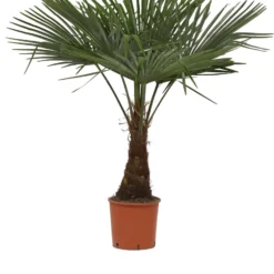 Winterharde Plamboom - Trachycarpus Fortunei 130cm