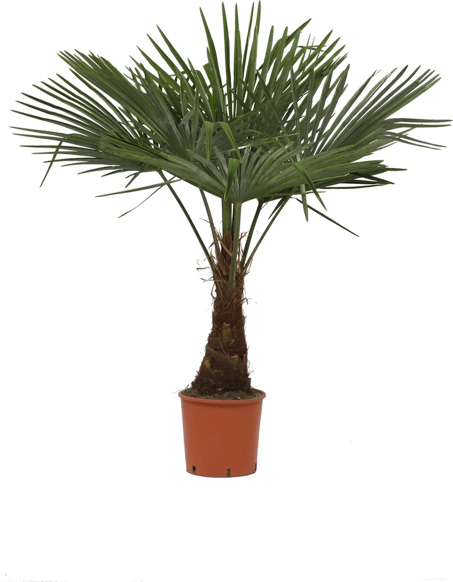 Winterharde Plamboom - Trachycarpus Fortunei 130cm 3 Winterharde Plamboom - Trachycarpus Fortunei 130cm