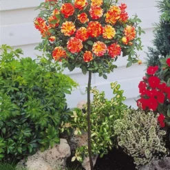 OH2 - Mini Patio Stamrozen - Kleurrijke Grootbloemige Rozen - 55-70 Cm - Meer Kleurig -Goedkope Groene Liefde Winkel 941x1200 2