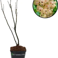 Voedselbos Pakket - 20 Fruitplanten - Op 25m2 Wildplukken! - Permacultuur - Moestuin - Voordeelpakket -Goedkope Groene Liefde Winkel 948x1200 1