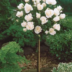 OH2 - Mini Patio Stamrozen - Kleurrijke Grootbloemige Rozen - 55-70 Cm - Meer Kleurig -Goedkope Groene Liefde Winkel 956x1200 2