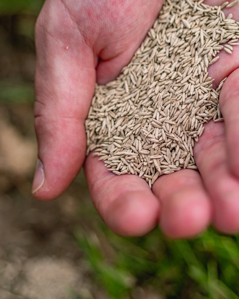 ECOstyle Graszaad Herstel Snelkiemend Gazon Gras – Herstelt Kale Plekken – Vogelwerende Coating – Geschikt Voor Zon- En Schaduw Gazons - Snelle Kieming – 10 – 15M² – 250 GR 5 ECOstyle Graszaad Herstel Snelkiemend Gazon Gras – Herstelt Kale Plekken – Vogelwerende Coating – Geschikt Voor Zon- En Schaduw Gazons - Snelle Kieming – 10 – 15M² – 250 GR - Afbeelding 3