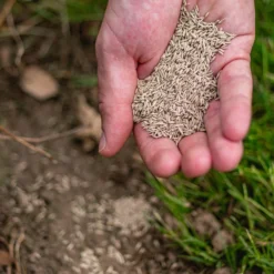 ECOstyle Graszaad Herstel Snelkiemend Gazon Gras – Herstelt Kale Plekken – Vogelwerende Coating – Geschikt Voor Zon- En Schaduw Gazons - Snelle Kieming – 10 – 15M² – 250 GR 19 ECOstyle Graszaad Herstel Snelkiemend Gazon Gras – Herstelt Kale Plekken – Vogelwerende Coating – Geschikt Voor Zon- En Schaduw Gazons - Snelle Kieming – 10 – 15M² – 250 GR -Goedkope Groene Liefde Winkel 960x1200 2