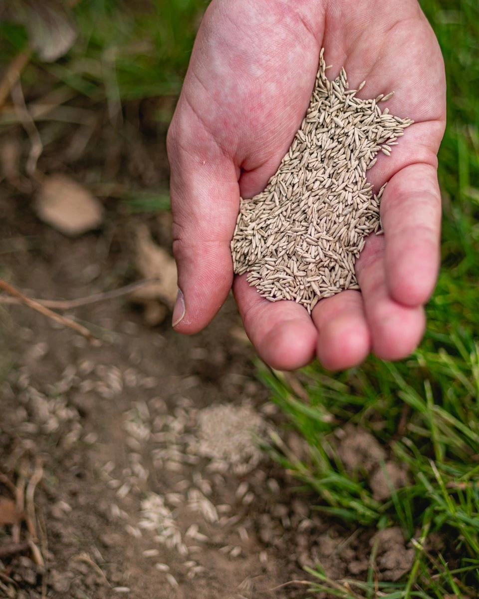 ECOstyle Graszaad Herstel Snelkiemend Gazon Gras – Herstelt Kale Plekken – Vogelwerende Coating – Geschikt Voor Zon- En Schaduw Gazons - Snelle Kieming – 10 – 15M² – 250 GR 6 ECOstyle Graszaad Herstel Snelkiemend Gazon Gras – Herstelt Kale Plekken – Vogelwerende Coating – Geschikt Voor Zon- En Schaduw Gazons - Snelle Kieming – 10 – 15M² – 250 GR - Afbeelding 4