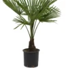 Winterharde Palmboom - Trachycarpus Fortunei 100cm -Goedkope Groene Liefde Winkel 961x1200