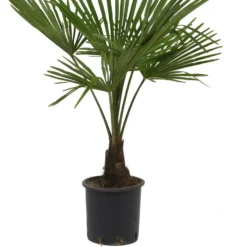Winterharde Palmboom - Trachycarpus Fortunei 100cm