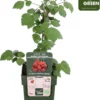 Merkloos Rubus Phoenicolasius - Japanse Wijnbes - BIO Fruitplant 1 Merkloos Rubus Phoenicolasius - Japanse Wijnbes - BIO Fruitplant -Goedkope Groene Liefde Winkel 969x1200 4