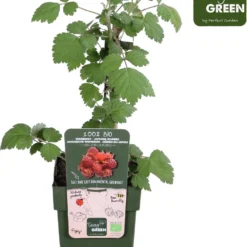 Merkloos Rubus Phoenicolasius - Japanse Wijnbes - BIO Fruitplant
