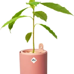 Elho Amazing Avocado Pot 12 - Kweekpot Voor Binnen - Moestuinbak Van 100% Gerecycled Plastic - Ø 12.0 X H 12.1 Cm - Bruin/Toffee Terra 14 Elho Amazing Avocado Pot 12 - Kweekpot Voor Binnen - Moestuinbak Van 100% Gerecycled Plastic - Ø 12.0 X H 12.1 Cm - Bruin/Toffee Terra -Goedkope Groene Liefde Winkel 984x1200