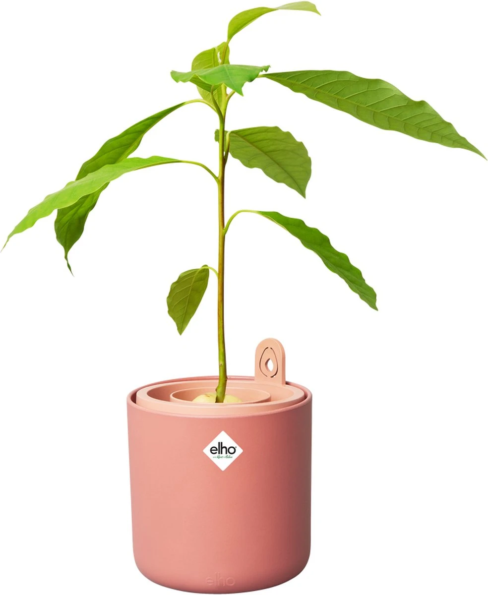 Elho Amazing Avocado Pot 12 - Kweekpot Voor Binnen - Moestuinbak Van 100% Gerecycled Plastic - Ø 12.0 X H 12.1 Cm - Bruin/Toffee Terra 6 Elho Amazing Avocado Pot 12 - Kweekpot Voor Binnen - Moestuinbak Van 100% Gerecycled Plastic - Ø 12.0 X H 12.1 Cm - Bruin/Toffee Terra - Afbeelding 4