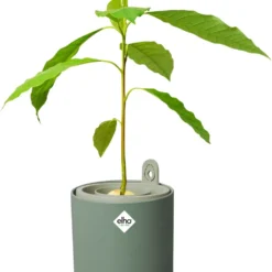 Elho Amazing Avocado Pot 12 - Kweekpot Voor Binnen - Moestuinbak Van 100% Gerecycled Plastic - Ø 12.0 X H 12.1 Cm - Groen/Blad Groen -Goedkope Groene Liefde Winkel 986x1200 1