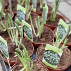 Merkloos Sneeuwklokjes In Pot (Ø9cm) - Voorjaarsbollen - 1 Tray à 9 Stuks - Haal Het Voorjaar In Huis - Bloeien Prachtig 2 à 3 Weken Na Ontvangst 8 Merkloos Sneeuwklokjes In Pot (Ø9cm) - Voorjaarsbollen - 1 Tray à 9 Stuks - Haal Het Voorjaar In Huis - Bloeien Prachtig 2 à 3 Weken Na Ontvangst -Goedkope Groene Liefde Winkel 988x1200 1