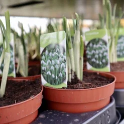 Merkloos Sneeuwklokjes In Pot (Ø9cm) - Voorjaarsbollen - 1 Tray à 9 Stuks - Haal Het Voorjaar In Huis - Bloeien Prachtig 2 à 3 Weken Na Ontvangst 9 Merkloos Sneeuwklokjes In Pot (Ø9cm) - Voorjaarsbollen - 1 Tray à 9 Stuks - Haal Het Voorjaar In Huis - Bloeien Prachtig 2 à 3 Weken Na Ontvangst -Goedkope Groene Liefde Winkel 988x1200 2