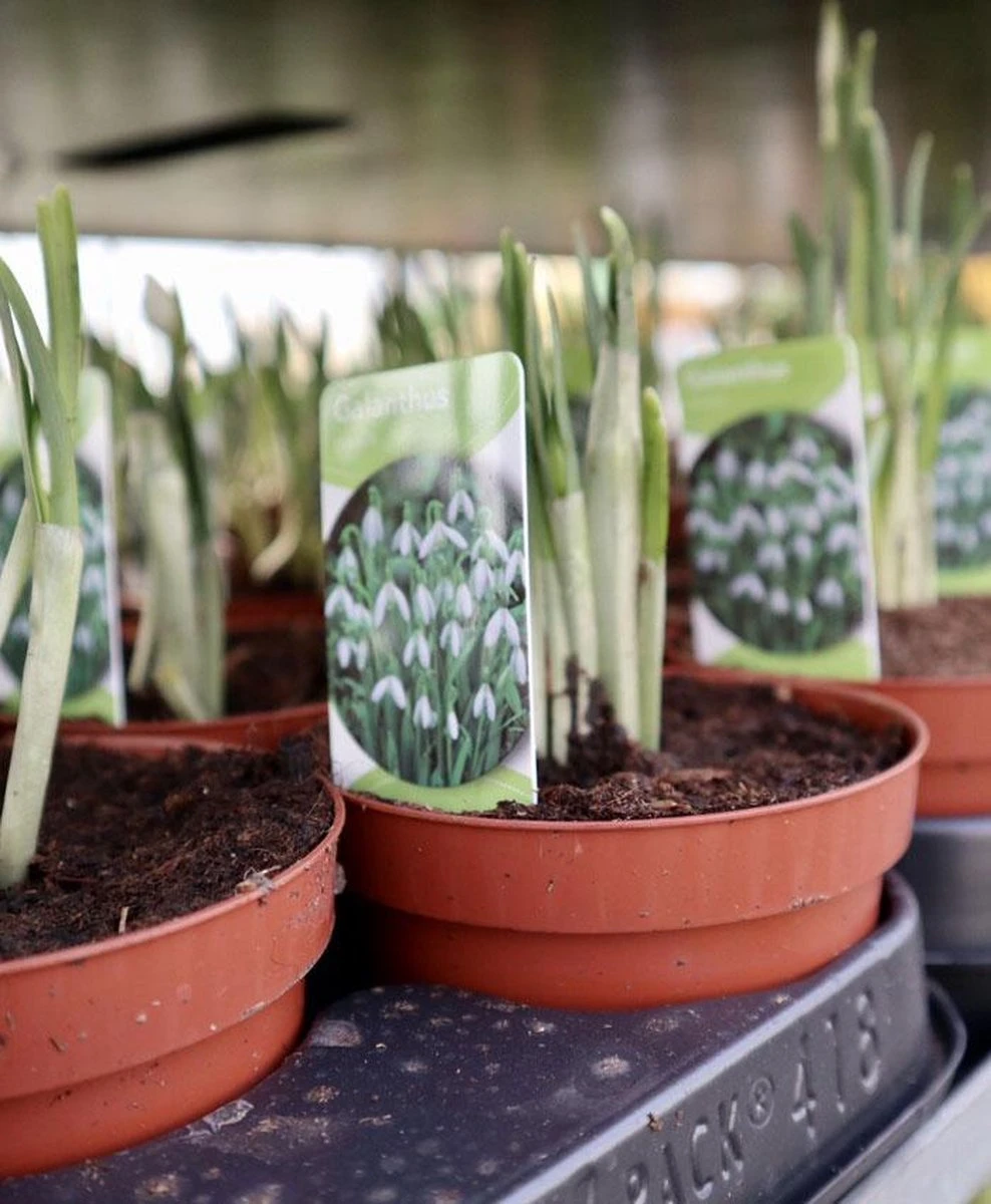 Merkloos Sneeuwklokjes In Pot (Ø9cm) - Voorjaarsbollen - 1 Tray à 9 Stuks - Haal Het Voorjaar In Huis - Bloeien Prachtig 2 à 3 Weken Na Ontvangst 6 Merkloos Sneeuwklokjes In Pot (Ø9cm) - Voorjaarsbollen - 1 Tray à 9 Stuks - Haal Het Voorjaar In Huis - Bloeien Prachtig 2 à 3 Weken Na Ontvangst - Afbeelding 4