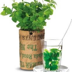 Biologische Kweekset Theekruiden Munt -Goedkope Groene Liefde Winkel 991x1200