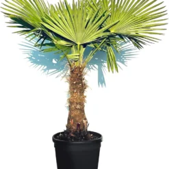 Sunnytree - Palmboom - Trachycarpus Fortunei - Winterharde Palmboom Voor Buiten - Hoogte: 160 Cm