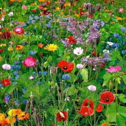 Buzzy Gemengde Wilde Bloemen Zaden Voor Zeker 125m2