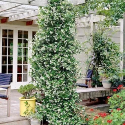 Witte Toscaanse Jasmijn (Sterjasmijn) - Klimplant | Wit - Groenblijvend / Wintergroen En Winterhard - ClematisOnline | 1,5 Liter Pot - Deze Jasmijn Plant Kan Gecombineerd Worden Met Andere Klimplanten Zoals Clematis Of Rozen In Bijv. Een Klimrek 17 Witte Toscaanse Jasmijn (Sterjasmijn) - Klimplant | Wit - Groenblijvend / Wintergroen En Winterhard - ClematisOnline | 1,5 Liter Pot - Deze Jasmijn Plant Kan Gecombineerd Worden Met Andere Klimplanten Zoals Clematis Of Rozen In Bijv. Een Klimrek -Goedkope Groene Liefde Winkel 993x1200 2