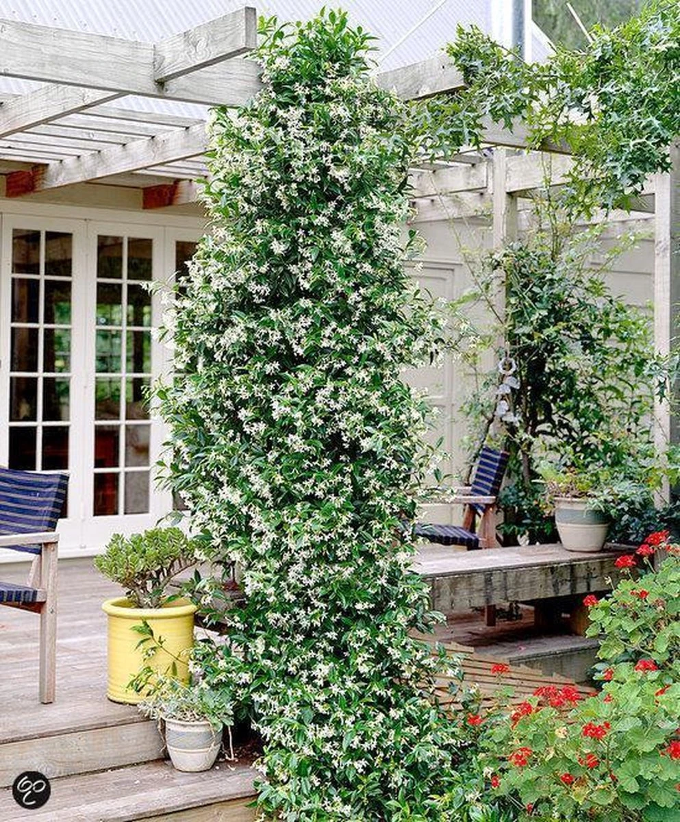 Witte Toscaanse Jasmijn (Sterjasmijn) - Klimplant | Wit - Groenblijvend / Wintergroen En Winterhard - ClematisOnline | 1,5 Liter Pot - Deze Jasmijn Plant Kan Gecombineerd Worden Met Andere Klimplanten Zoals Clematis Of Rozen In Bijv. Een Klimrek 10 Witte Toscaanse Jasmijn (Sterjasmijn) - Klimplant | Wit - Groenblijvend / Wintergroen En Winterhard - ClematisOnline | 1,5 Liter Pot - Deze Jasmijn Plant Kan Gecombineerd Worden Met Andere Klimplanten Zoals Clematis Of Rozen In Bijv. Een Klimrek - Afbeelding 8