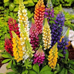 Garden Select - Lupine / Lupinus Mix - 10 Planten - Vaste Plant - Gemengde Kleuren - Winterhard