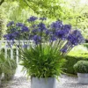 Garden Select - Agapanthus Blauw Giant - 2 Stuks - Potplant - Vaste Plant - Exotische Plant (Afrikaanse Lelie) - Voor Potten En Tuin - Max. Hoogte 1.20 M 2 Garden Select - Agapanthus Blauw Giant - 2 Stuks - Potplant - Vaste Plant - Exotische Plant (Afrikaanse Lelie) - Voor Potten En Tuin - Max. Hoogte 1.20 M -Goedkope Groene Liefde Winkel 993x1200 4