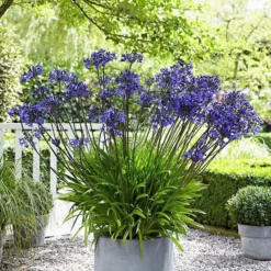Garden Select - Agapanthus Blauw Giant - 2 Stuks - Potplant - Vaste Plant - Exotische Plant (Afrikaanse Lelie) - Voor Potten En Tuin - Max. Hoogte 1.20 M