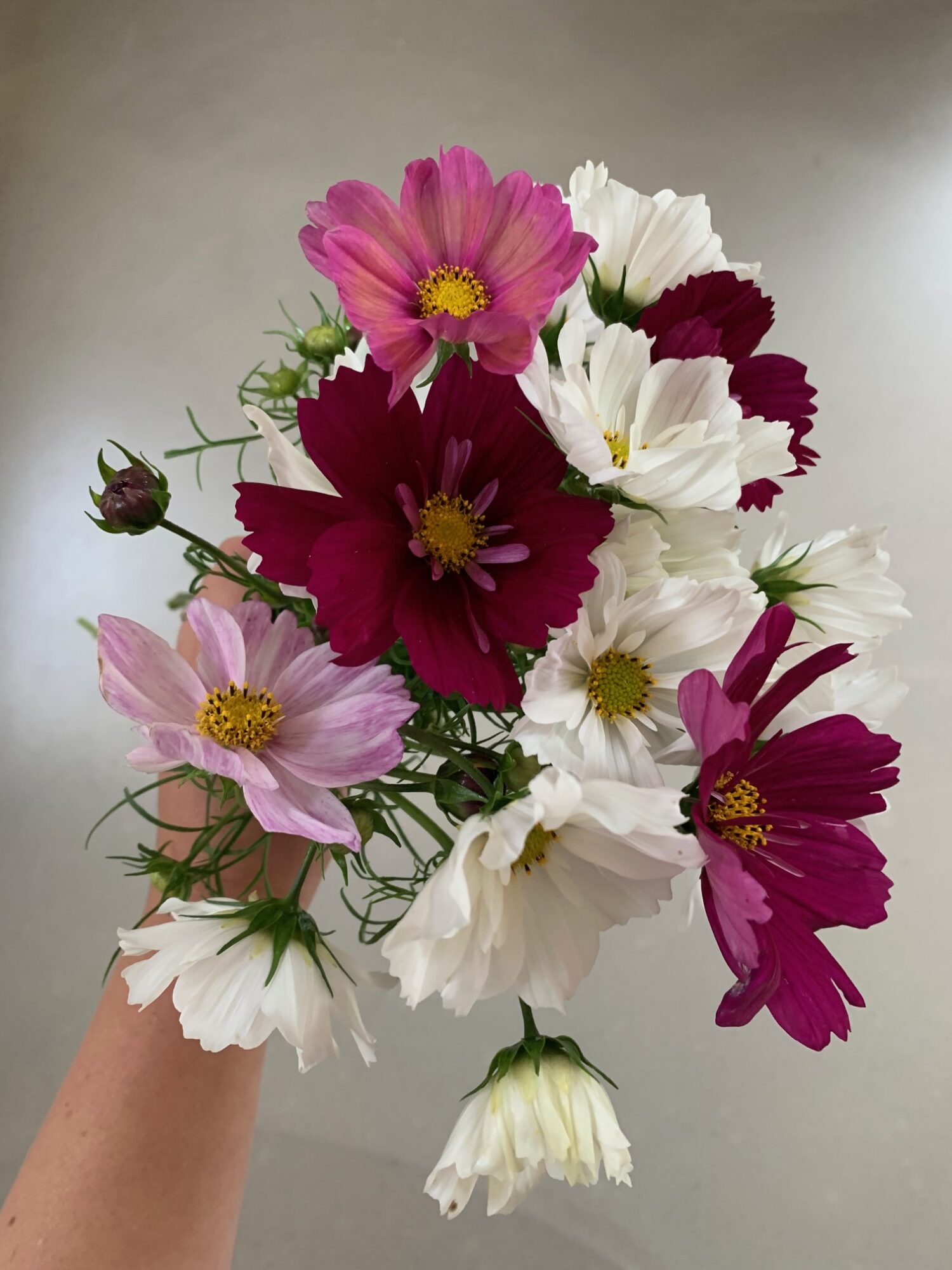 Goedkope Groene Liefde Winkel -Goedkope Groene Liefde Winkel 1