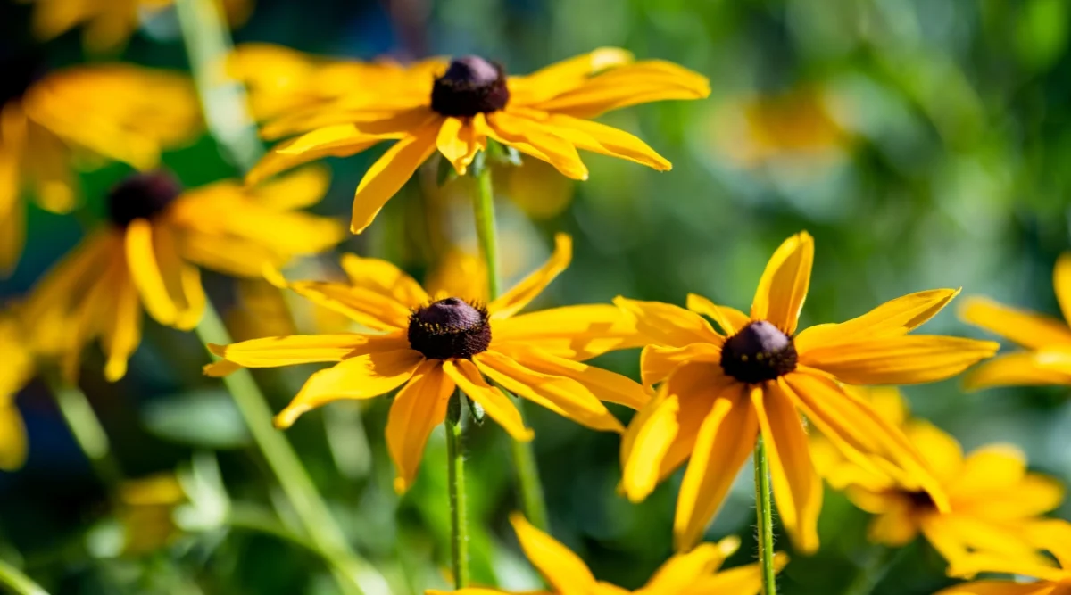 Goedkope Groene Liefde Winkel -Goedkope Groene Liefde Winkel perenial
